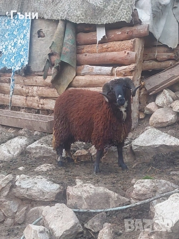 коч кочове овце , снимка 2 - Овце - 53624150