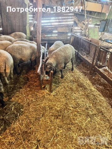 Агнета месодайна порода