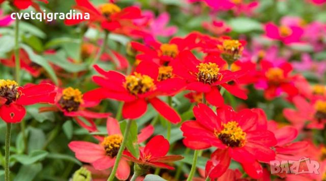 Zinnia angustifolia Mix-Циния, снимка 5 - Градински цветя и растения - 45749583