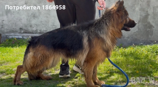 ЖЕНСКА НЕМСКА ОВЧАРКА , снимка 2 - Немска овчарка - 54133979