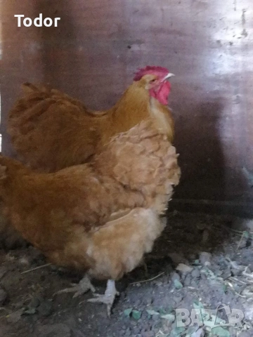 оплодени яйца от Жълт Орпингтон , снимка 2 - Кокошки и пуйки - 53684246