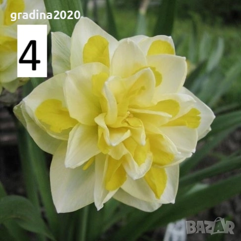 Луковици на Нарцис, снимка 4 - Разсади - 51459191