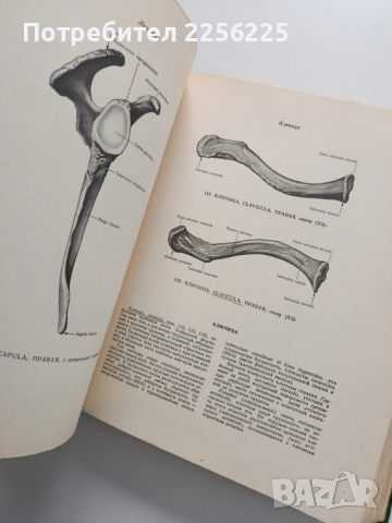 Атлас - Анатомии человека ( том 1), снимка 2 - Специализирана литература - 54031411