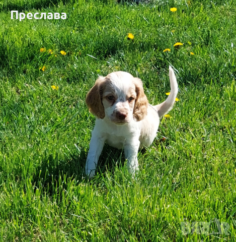 Кучета за ТРЮФЕЛИ , снимка 4 - Други - 45004849