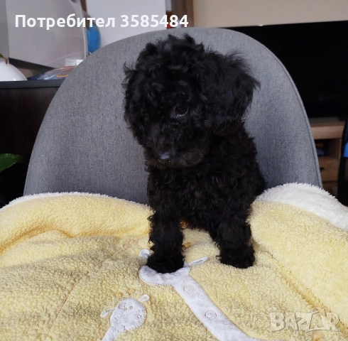 Мини пудел/Mini poodle , снимка 6 - Пудели - 53883552
