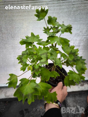 Три големи сортови мушката, растения-майки, снимка 9 - Стайни растения - 54020513