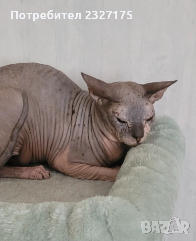 Донски сфинкс , снимка 5 - Сфинксове - 54232769