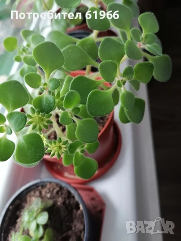 Дървото на парите и някои са в цъфтеж в жълто! ! , снимка 4 - Стайни растения - 53259430