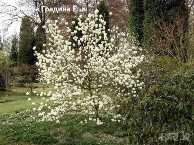 Магнолия - Lenei Alba, снимка 2 - Къщи - 53634613