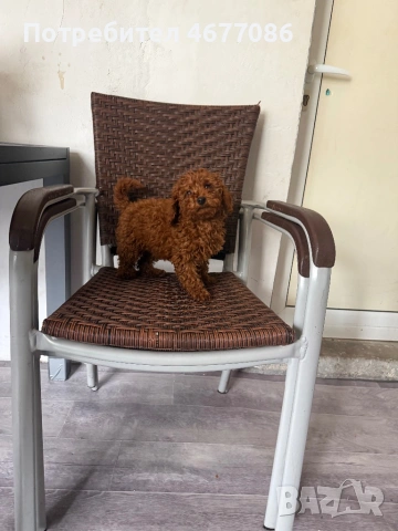 Toypudel женски на 3 месеца , снимка 4 - Пудели - 53204326