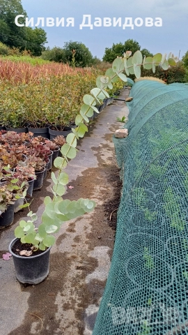 Евкалипт, снимка 8 - Други стоки за дома - 52773023