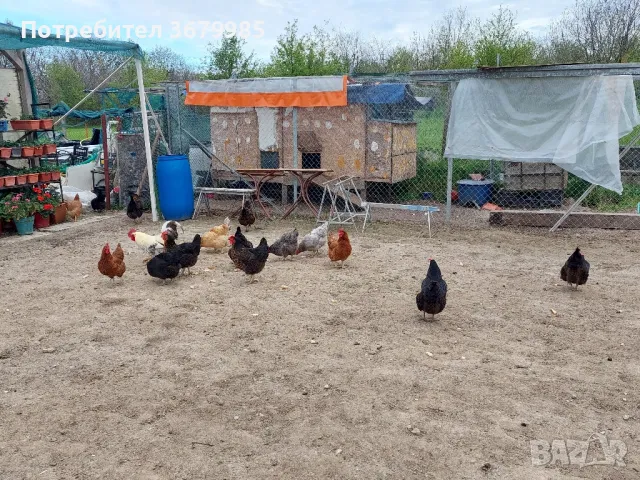 Продавам кокошки носачки, снимка 1