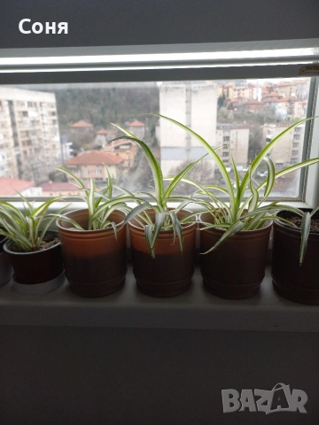 Хлорофитум, снимка 6 - Стайни растения - 53825521