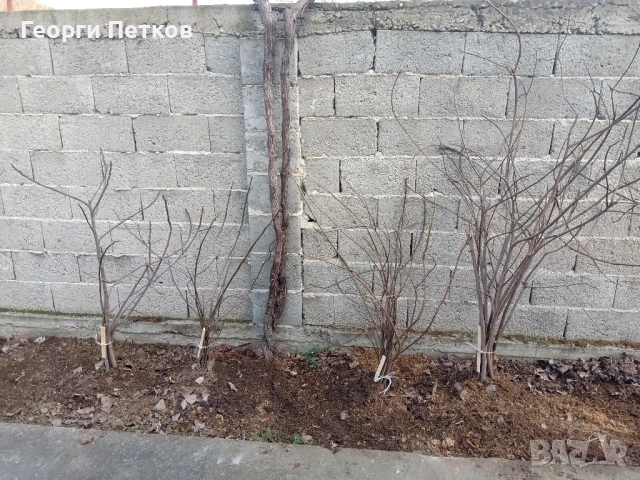 Смокинови фиданки, снимка 7 - Градински цветя и растения - 53703048