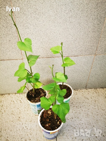 Разсад от батати (сладък картоф) , снимка 2 - Разсади - 54294586