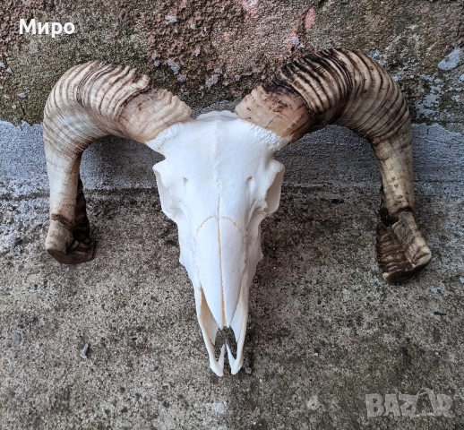 Череп от овен,с рогата.Коч.