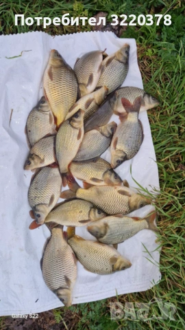 Продавам зарибител-шаран , снимка 8 - Рибки - 53470540