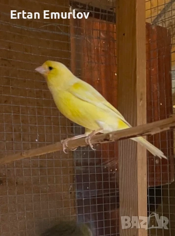 Канари Орфей и цветни 2025г., снимка 3 - Канари - 51149563