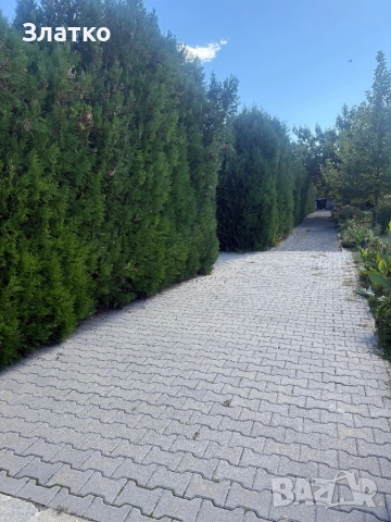 Туя Брабант, снимка 7 - Градински цветя и растения - 52099802