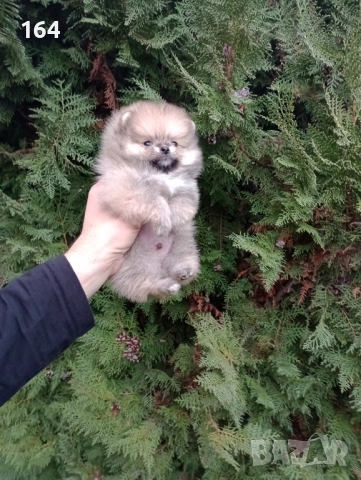 Мини Померан. Миниатюрно мини момче, снимка 2 - Померан - 52820796
