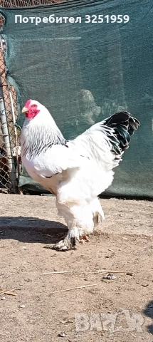 Колумбииска брама