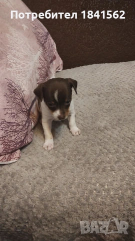 Продават се пинери, снимка 5 - Пинчер - 53890788