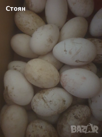 Яйца от гъски