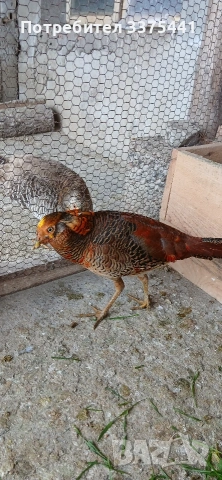 млади мъжки червено-златни фазани