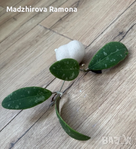 Hoya rintzii borneo 