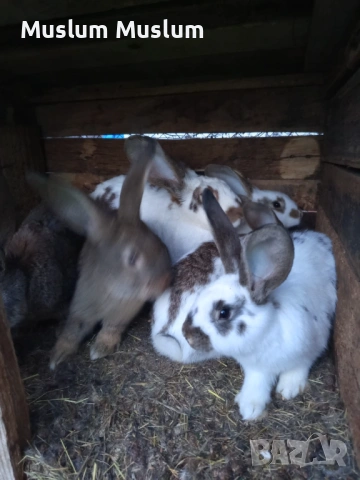 Zaici , снимка 3 - Други - 54212482