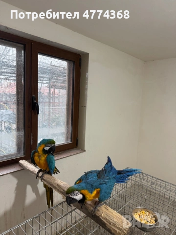 ари мъжка и женска, снимка 4 - Папагали - 53938569