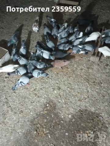 Пощенски гълъби за състезания., снимка 2 - Гълъби - 53116863