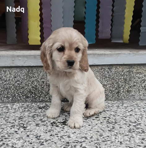 Кокер шпаньол Страхотно 