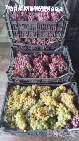 Лозе Червен Карловски Мискет – 2×7.174 дка, плододаващо, 21 реда × 200 м, до кв. Анево – Сопот, снимка 5 - Земеделска земя - 52501810