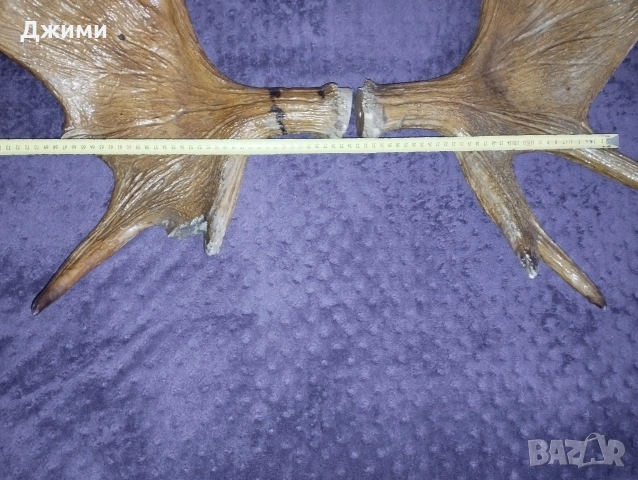 голям лос, снимка 6 - Антикварни и старинни предмети - 53622617