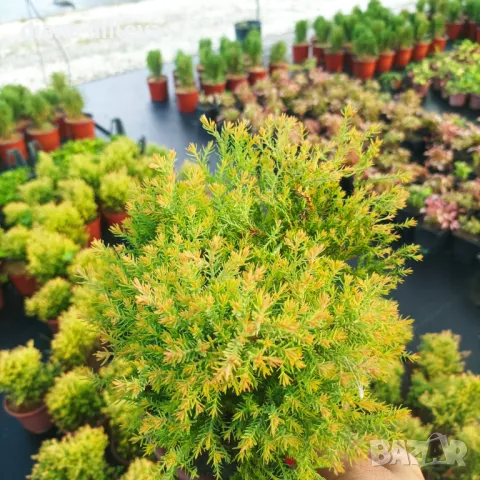 Западна туя Рейнголд (Thuja occidentalis Rheingold), студоустойчива, снимка 1 - Градински цветя и растения - 37392581