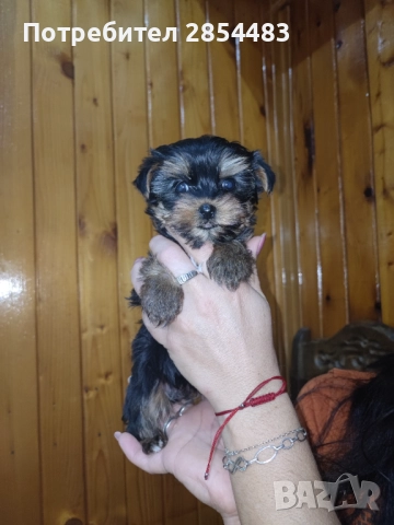 Йоркширски териер , снимка 5 - Йоркширски териер - 52488077