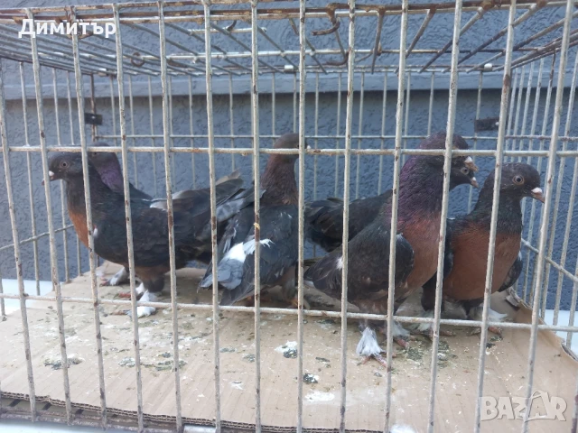 Продавам гълъби Миро може и бартер , снимка 2 - Гълъби - 51092225