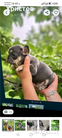 френски булдог бебета, снимка 9 - Френски булдог - 52585927