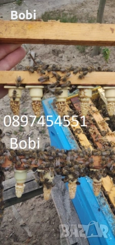 Малки Пчелни Семейства Отводки, снимка 6 - За пчели - 54058330