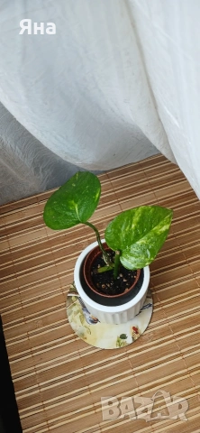 Мини растения - епипремнуми, дяволски бръшлян,монстера, сингониум, фикус бенджамин, снимка 4 - Стайни растения - 53712548
