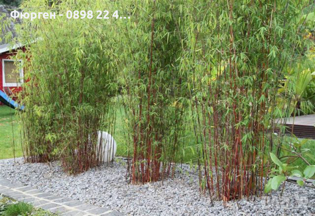 Бамбук Черна перла -fargesia nitida ‘black pearl’ е един отличен бамбук за градината., снимка 5 - Разсади - 45041644