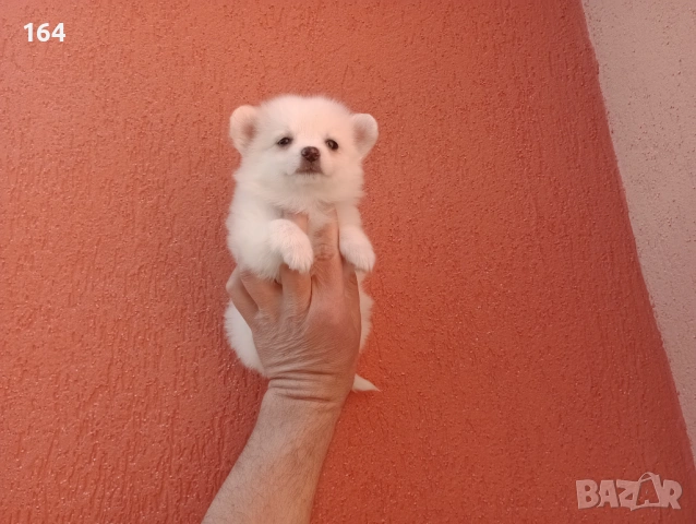 Мини Шпиц - Померан. Мъжки и женски кученца. , снимка 12 - Померан - 53806967