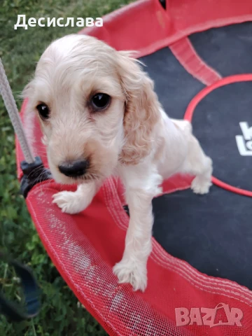 Кокер шпаньол , снимка 1