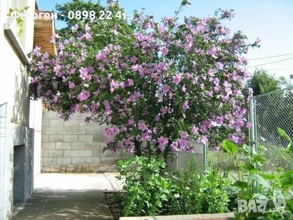 Хибискус Кичест - Дървовидна Ружа, снимка 10 - Разсади - 46564853