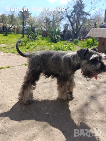 Цверг шнауцер, цвергшнауцер мини шнауцер, снимка 8 - Други - 53054533