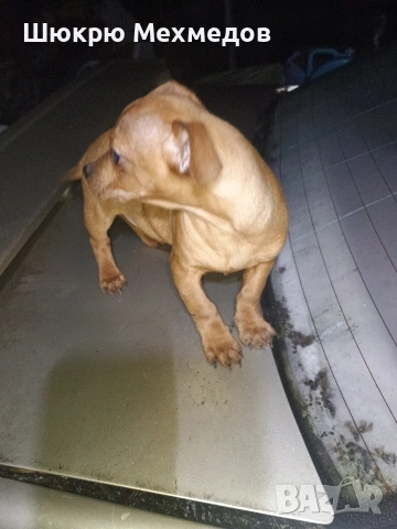 Мъжко пинчер с ваксини и паспорт, снимка 2 - Пинчер - 52649997