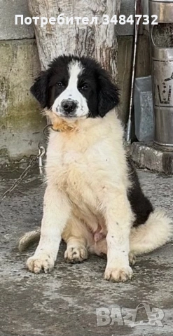 Българско овчарско мъжко