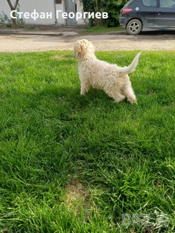 лагото, снимка 2 - Други - 52551838