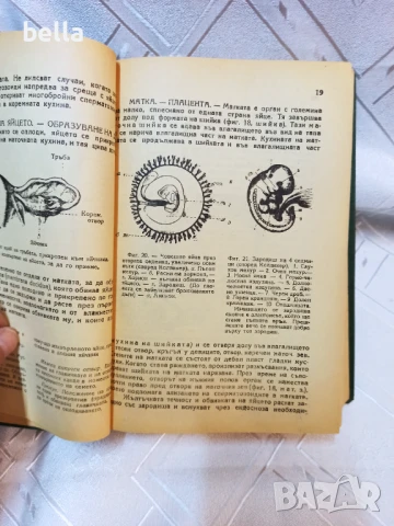 Половият въпрос -проф.Август Форел ,подвързана с твърди корици.Цена 50 лв, снимка 5 - Антикварни и старинни предмети - 50906250